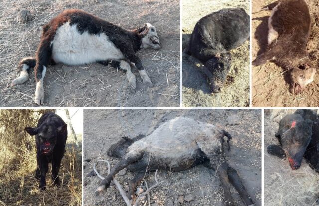 Más de 30 animales muertos: preocupan los ataques de jaurías de perros en la zona de Merlo
