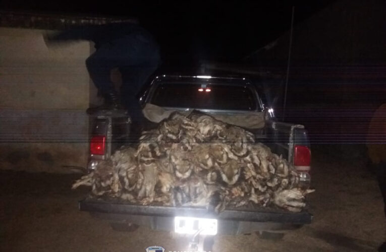 Demoraron a cazadores furtivos que llevaban 60 vizcachas en la caja de una camioneta