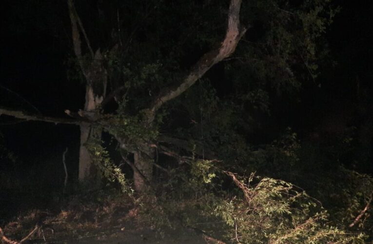 Quines: Accidente por caída de árbol deja a padre e hijo heridos en la Banda Este