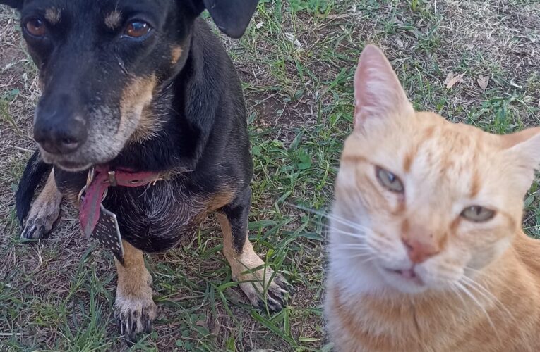 Diputados nacionales analizan la ley Conan, de maltrato animal