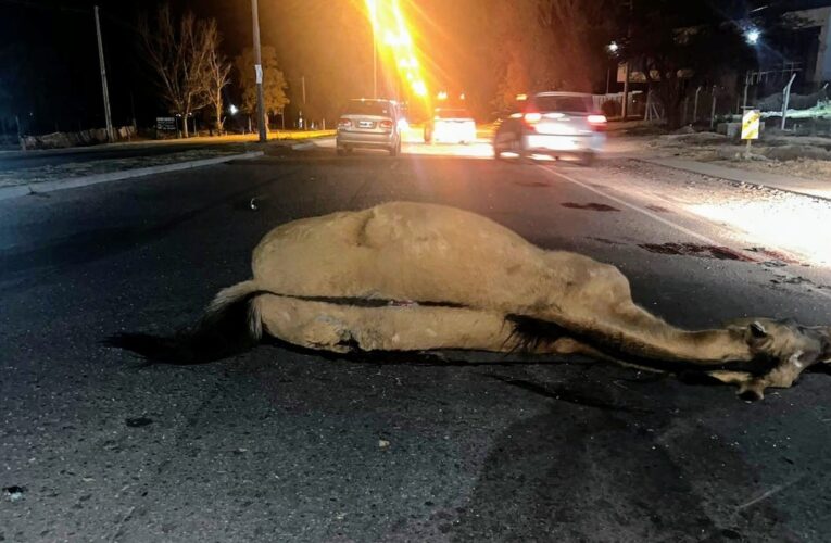 El Ministerio de Seguridad multará con una cifra cercana al millón de pesos al dueño de un caballo que provocó un accidente