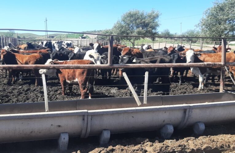 Avanzan en el desarrollo de una nueva vacuna contra el virus de la fiebre aftosa