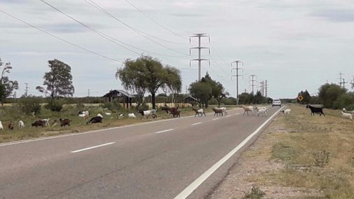 Las multas por animales sueltos en las rutas pueden llegar casi a los $2 millones
