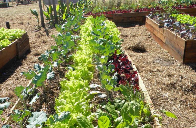 Dieron a conocer la agenda semanal del programa ‘Activá tu Huerta’