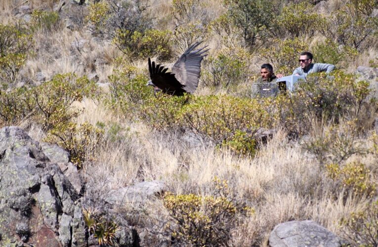 ‘Sariri’ y ‘Waikiri’ marcan un nuevo rumbo en el cielo de San Francisco del Monte de Oro