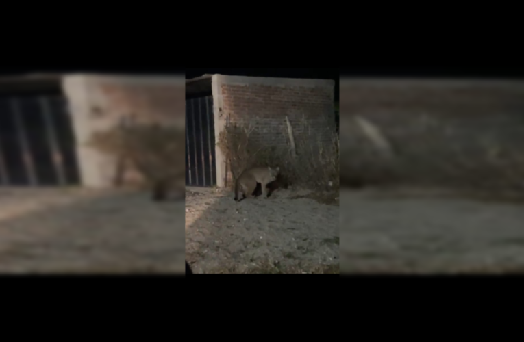 Quines: Vecinos grabaron a un puma caminando por el centro