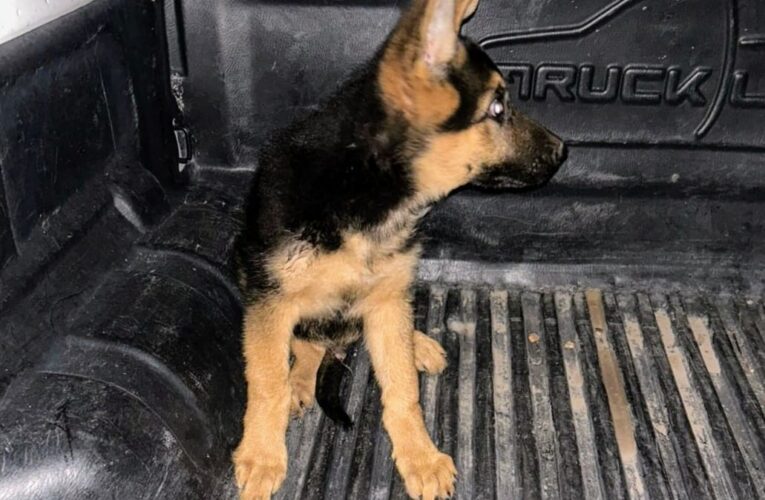 La Policía recuperó un perro que había sido sustraído de un domicilio de Juana Koslay