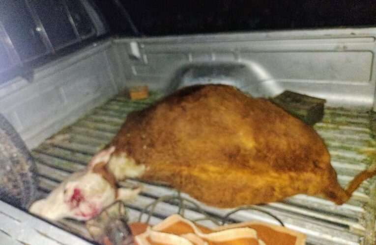 La Policía demoró a dos hombres que trasladaban un animal vacuno sin vida