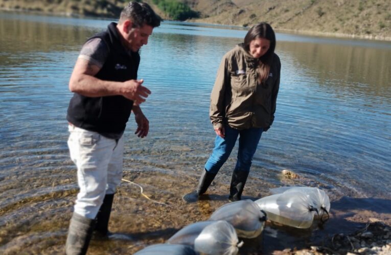 El Gobierno sembrará dos millones de truchas en ríos provinciales