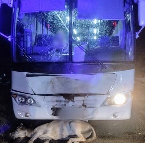 Un colectivo embistió a dos equinos en la ruta provincial 1; uno de los animales murió