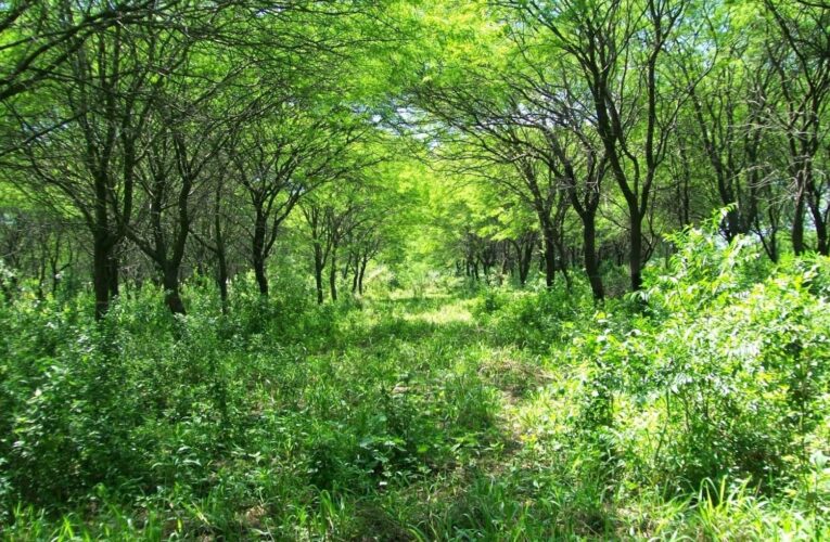 San Luis será una de las siete provincias que recibirá los fondos de bosques nativos del 2023 y 2024