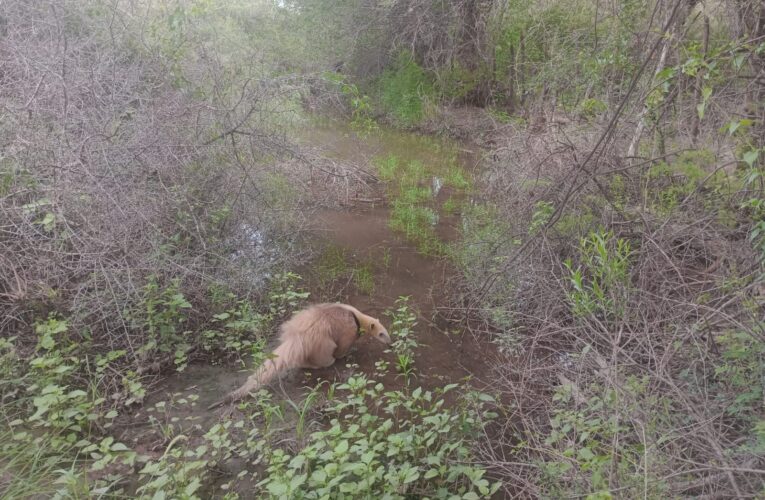Un oso melero fue liberado por la Policía Ambiental y el equipo veterinario de Ambiente