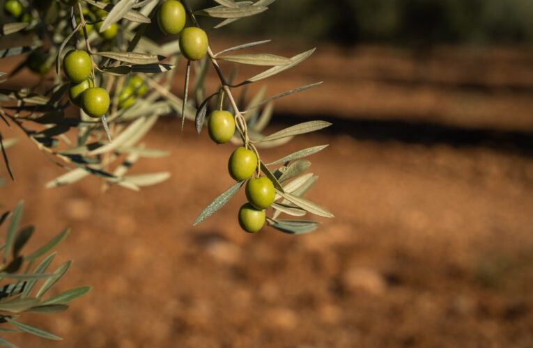 Sol Puntano. ‘De la tierra al sabor’, una jornada para vivir el campo con todos los sentidos
