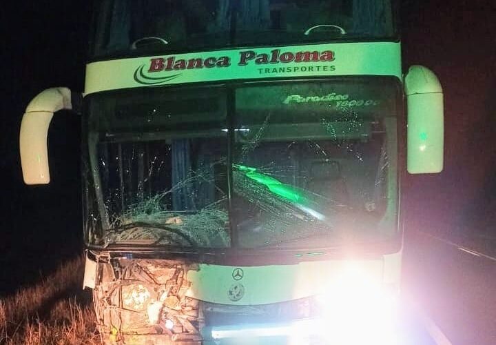 Un colectivo embistió a un animal vacuno en la ruta nacional 79