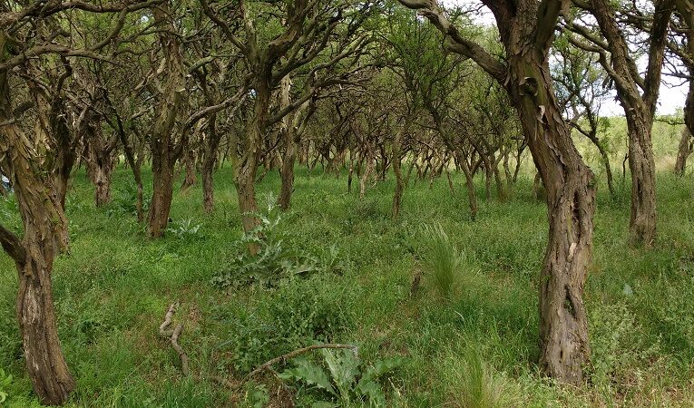 INTA San Luis avanza en la comprensión ecológica del chañar, una especie nativa que desafía la ganadería en la región