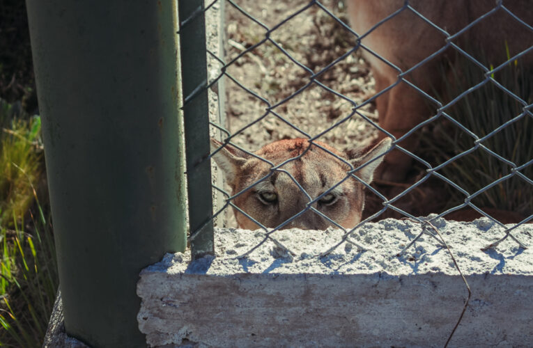 San Luis dará un paso clave en la protección del puma