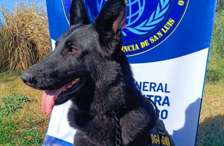 Gina, la perra policía que detectó casi $8 millones en marihuana en un operativo