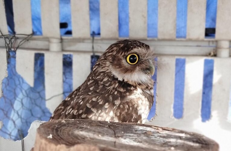 Más de 180 animales silvestres fueron recuperados en San Luis en lo que va del año