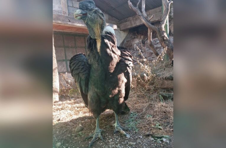 Un cóndor andino adulto fue rescatado en La Cumbre