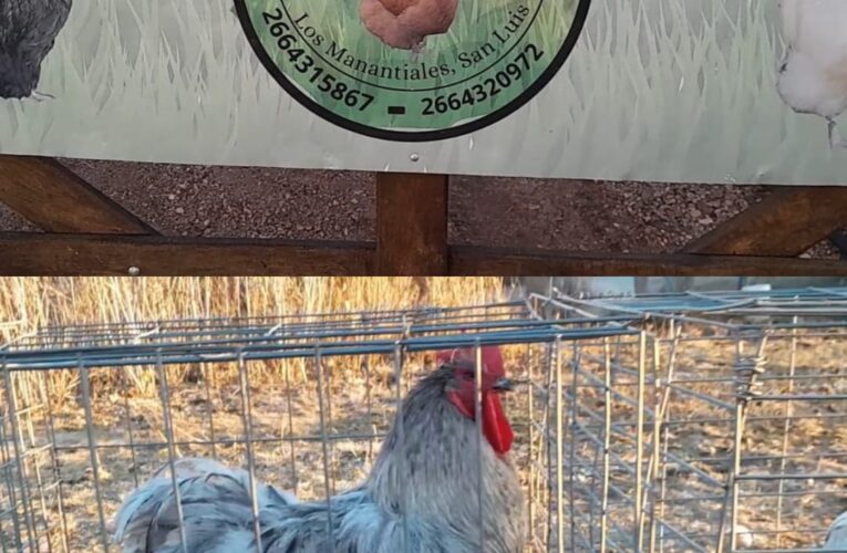 La Paulita, un criadero avícola de exposición ubicado en el corazón del Departamento Belgrano