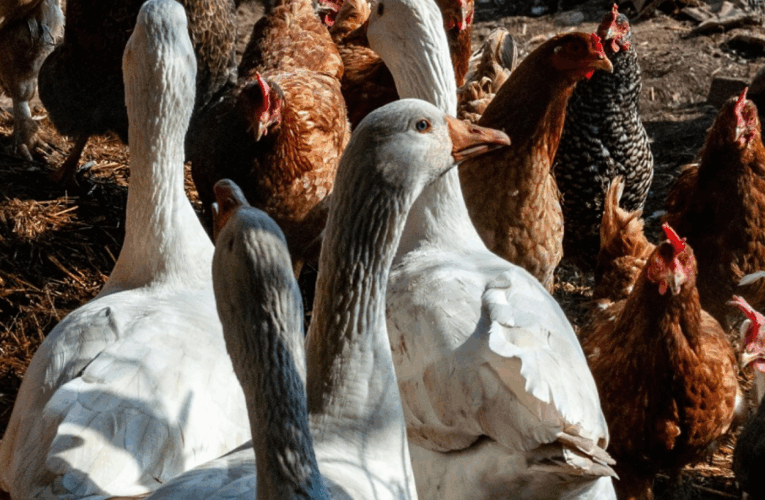 Detectaron un caso de influenza aviar en aves de traspatio en Buenos Aires