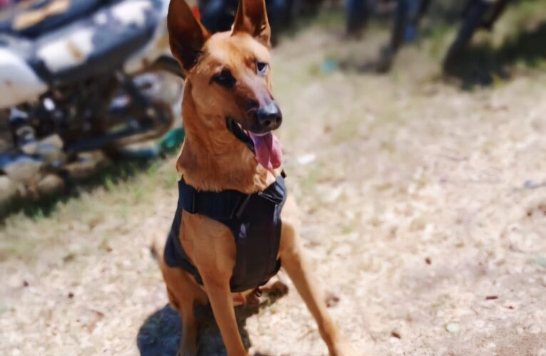 Mirko, el perro de la Policía Caminera que protege las rutas de San Luis