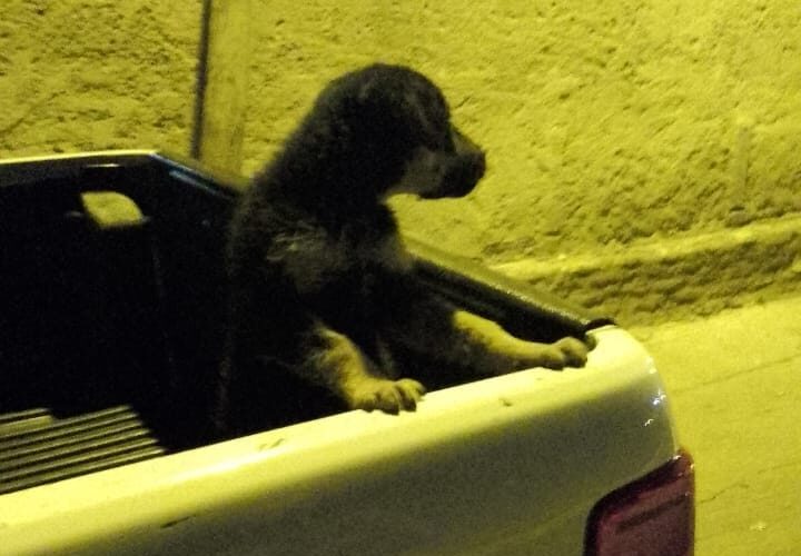 San Luis: la Policía recuperó un cachorro que había sido sustraído