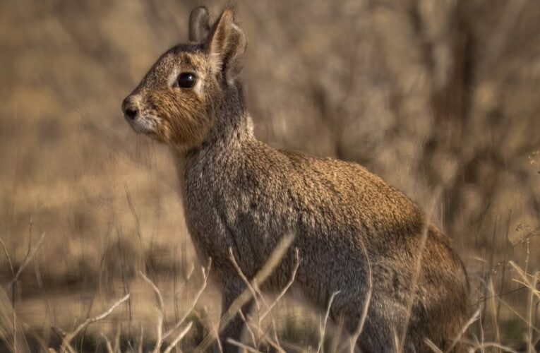 Fotografiaron al fascinante conejo de los palos