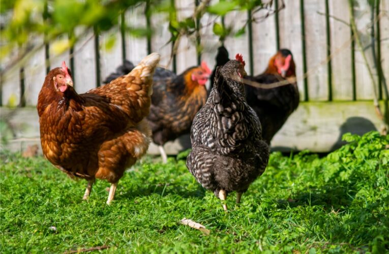 Se refuerzan las acciones de vigilancia en predios de aves de traspatio de La Pampa