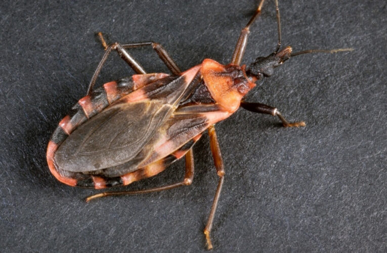 Chagas: El Ministerio de Salud ya censó a 8 localidades y 84 parajes