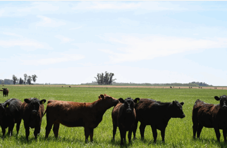 Medidas de control y prevención contra la leptospirosis en la producción animal