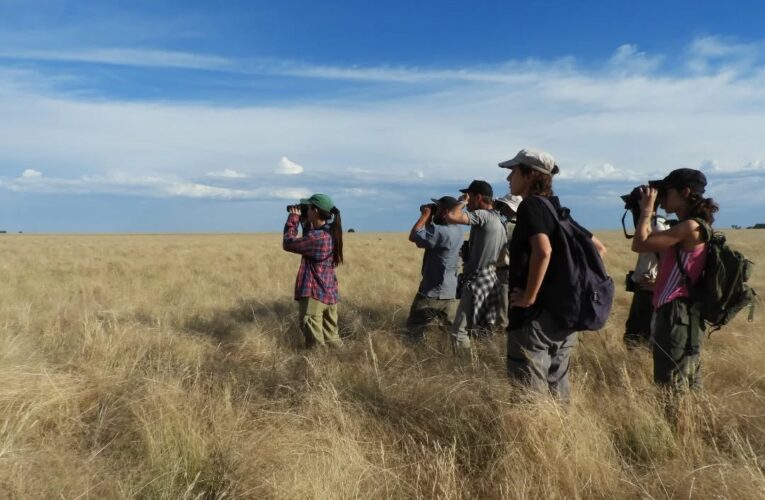 ‘Aves Argentinas’ realizará este sábado un relevamiento de loica serrana en San Luis