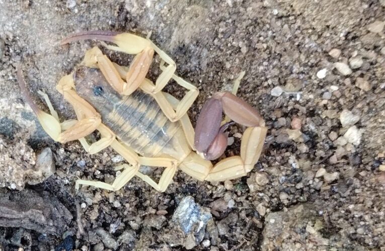 Presentaron los resultados de una investigación con relevancia medico-sanitaria sobre escorpiones