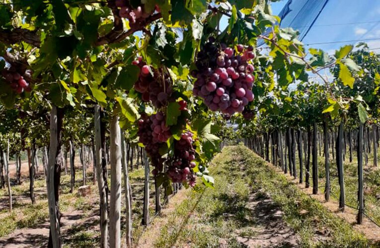 Acciones fitosanitarias para la prevención de plagas en viñedos de San Luis