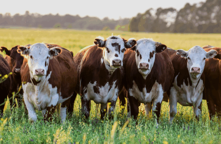 El Gobierno de San Luis convoca a la mesa sectorial de ganadería y agricultura