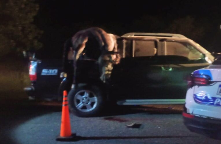 Tres hombres resultaron heridos tras el choque entre una camioneta, un caballo y un móvil policial en la ruta provincial 1