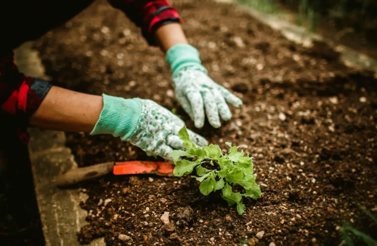 Lanzaron la 4° edición de ‘Activá tu Huerta’ con entregas de semillas y capacitaciones