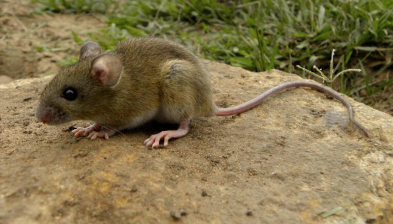 Salud sostiene y refuerza la vigilancia epidemiológica de hantavirus en el país