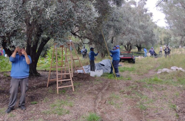 El Gobierno cosechó aceitunas en San Francisco del Monte de Oro
