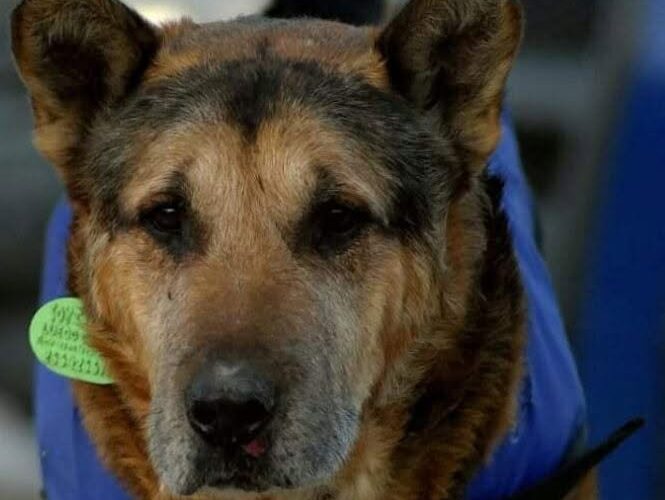 Murió Cabezón, el perro más querido y emblemático de la ciudad de San Luis