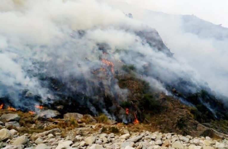 Combaten un incendio forestal en Estancia Grande: investigan si fue intencional