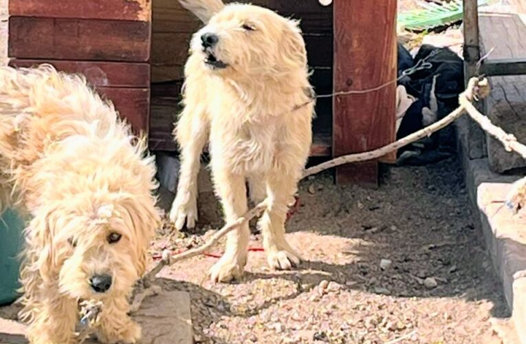 Rescataron a dos perros que se encontraban atados y en condiciones de maltrato