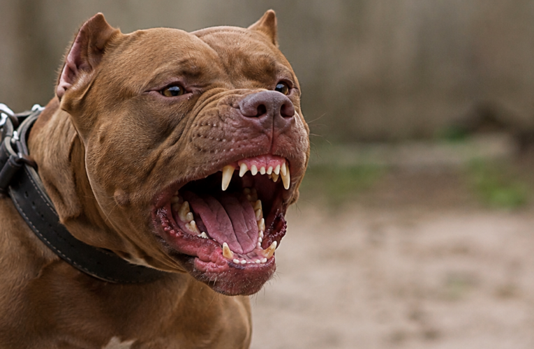 Labraron una contravención al dueño de un pitbull que mordió e hirió a un hombre en San Luis
