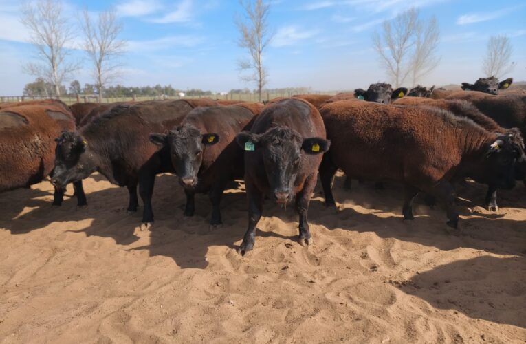 Exportación agropecuaria: San Luis busca abrir mercados internacionales para la producción local